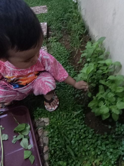 Alasan Mengapa Saya Mengajari Anak Berkebun