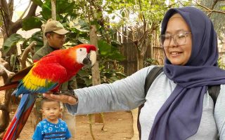 Pengalaman Seru di Jakarta Bird Land Ancol Bersama Keluarga